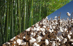 Bamboo stems and leaves, Cotton plants in a field